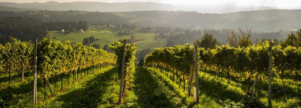 Weingut Machater in Sankt Stefan