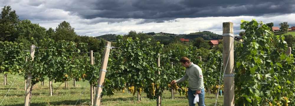 Restaurants in Kitzeck im Sausal: Weingut Gutjahr